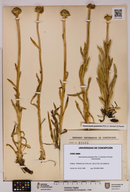Gamocarpha graminea [Espécimen: UDEC:CONC:0032884]