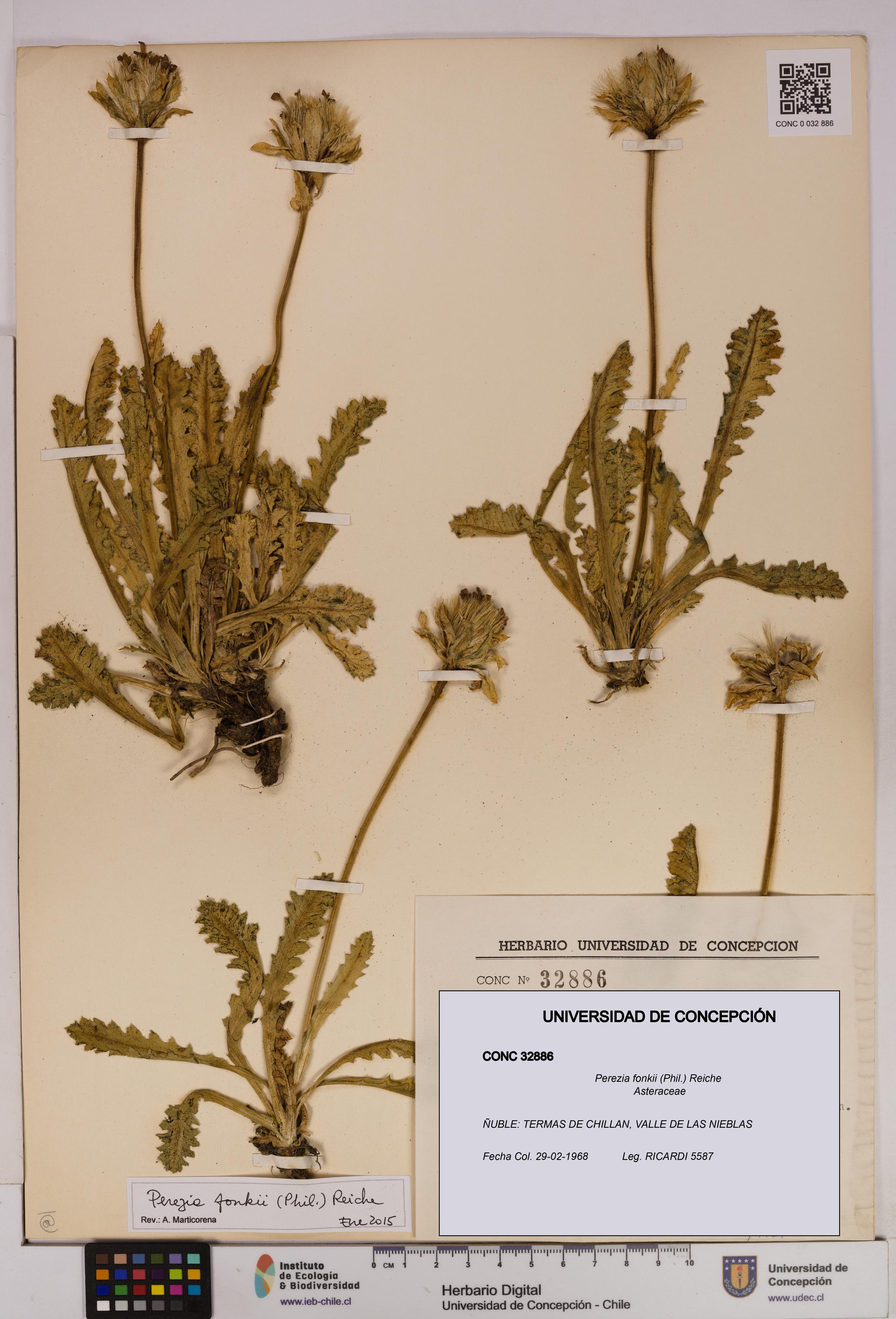 Perezia fonkii [Espécimen: UDEC:CONC:0032886]