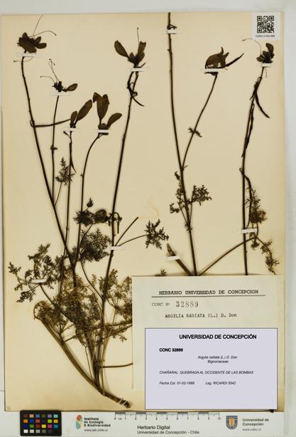 Argylia radiata [Espécimen: UDEC:CONC:0032889]