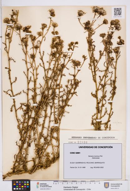 Senecio murinus [Espécimen: ]