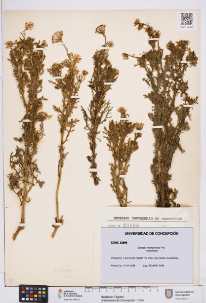 Senecio myriophyllus [Espécimen: ]