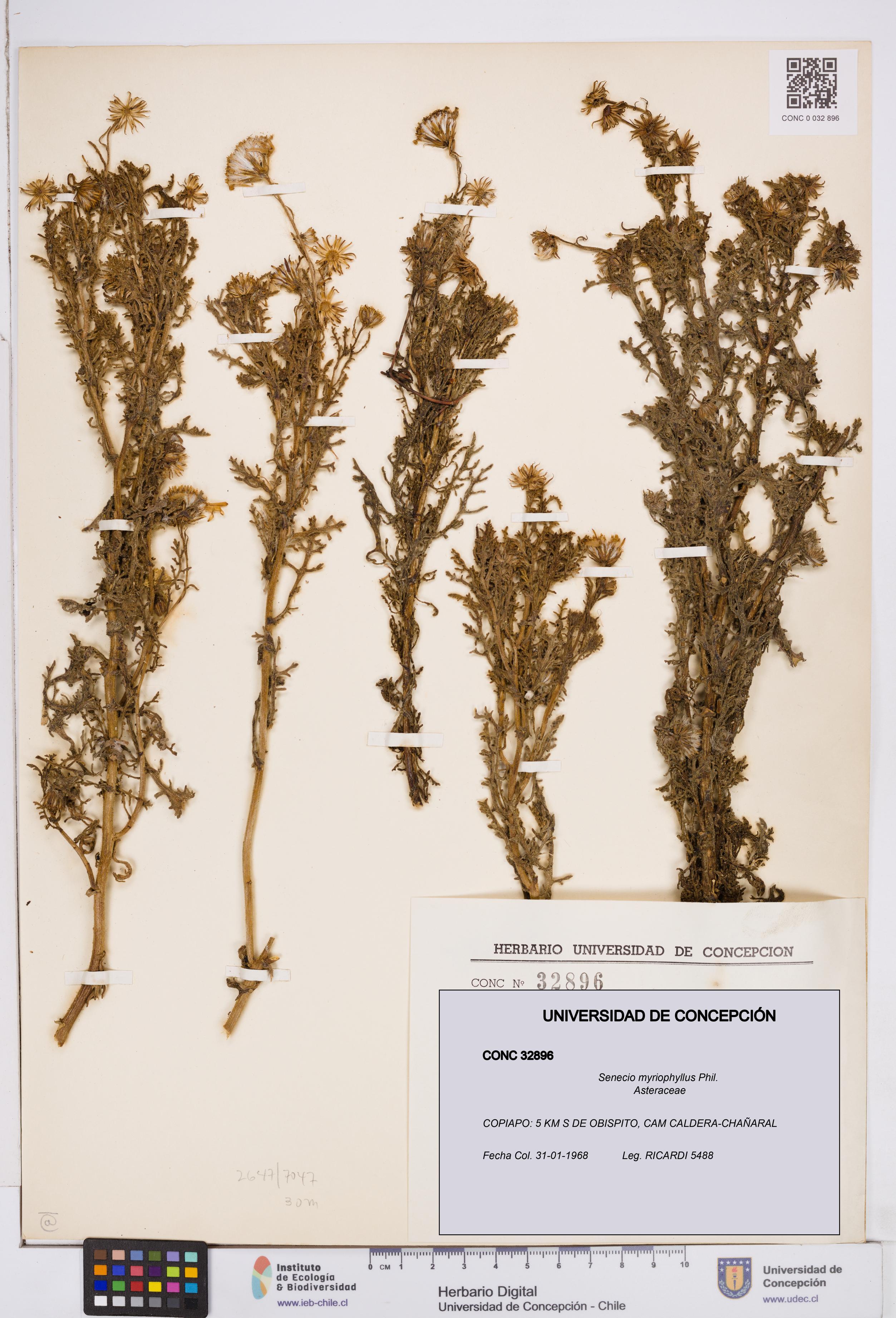 Senecio myriophyllus [Espécimen: ]