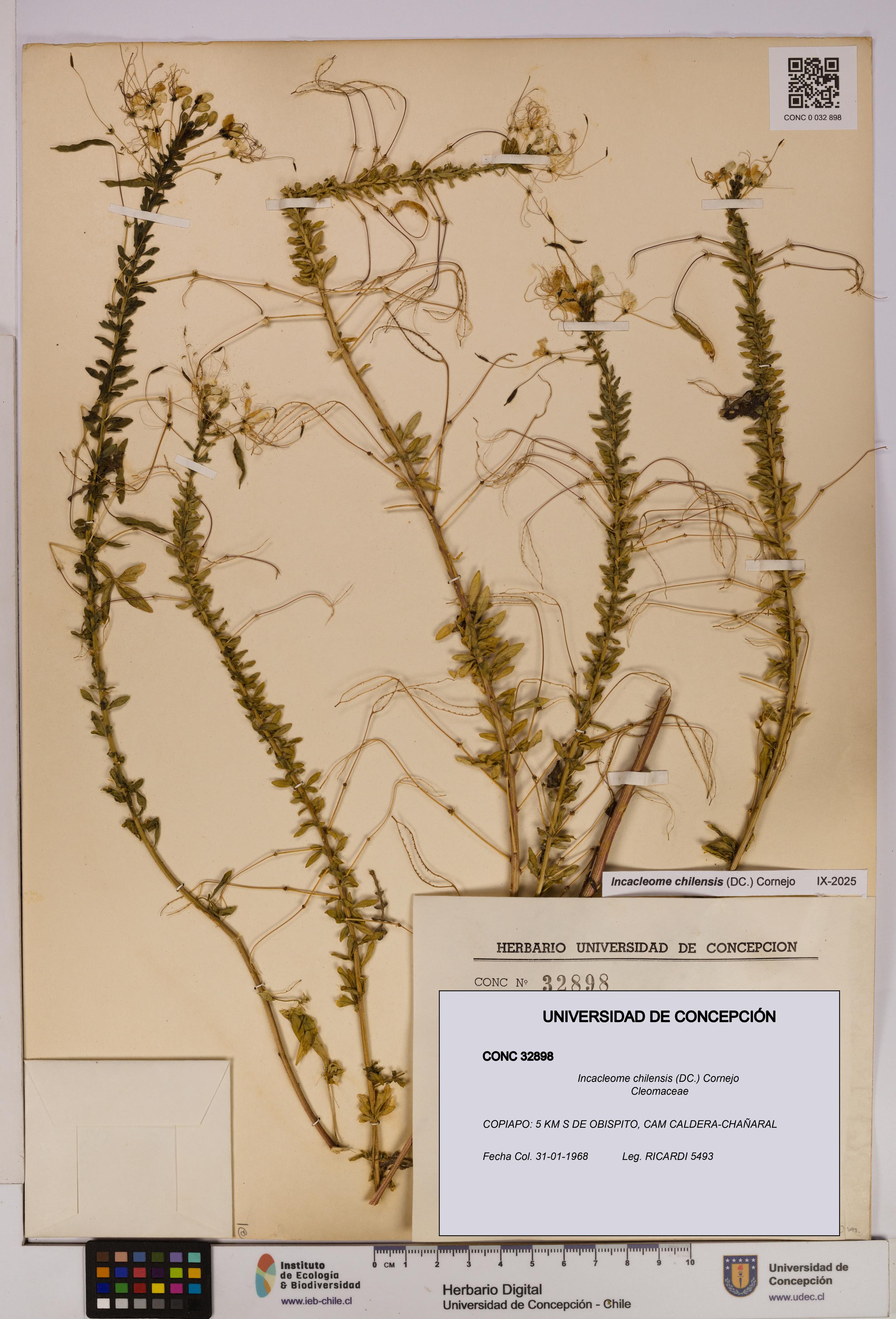 Incacleome chilensis [Espécimen: UDEC:CONC:0032898]