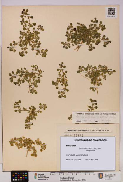 Glinus radiatus [Espécimen: UDEC:CONC:0032901]