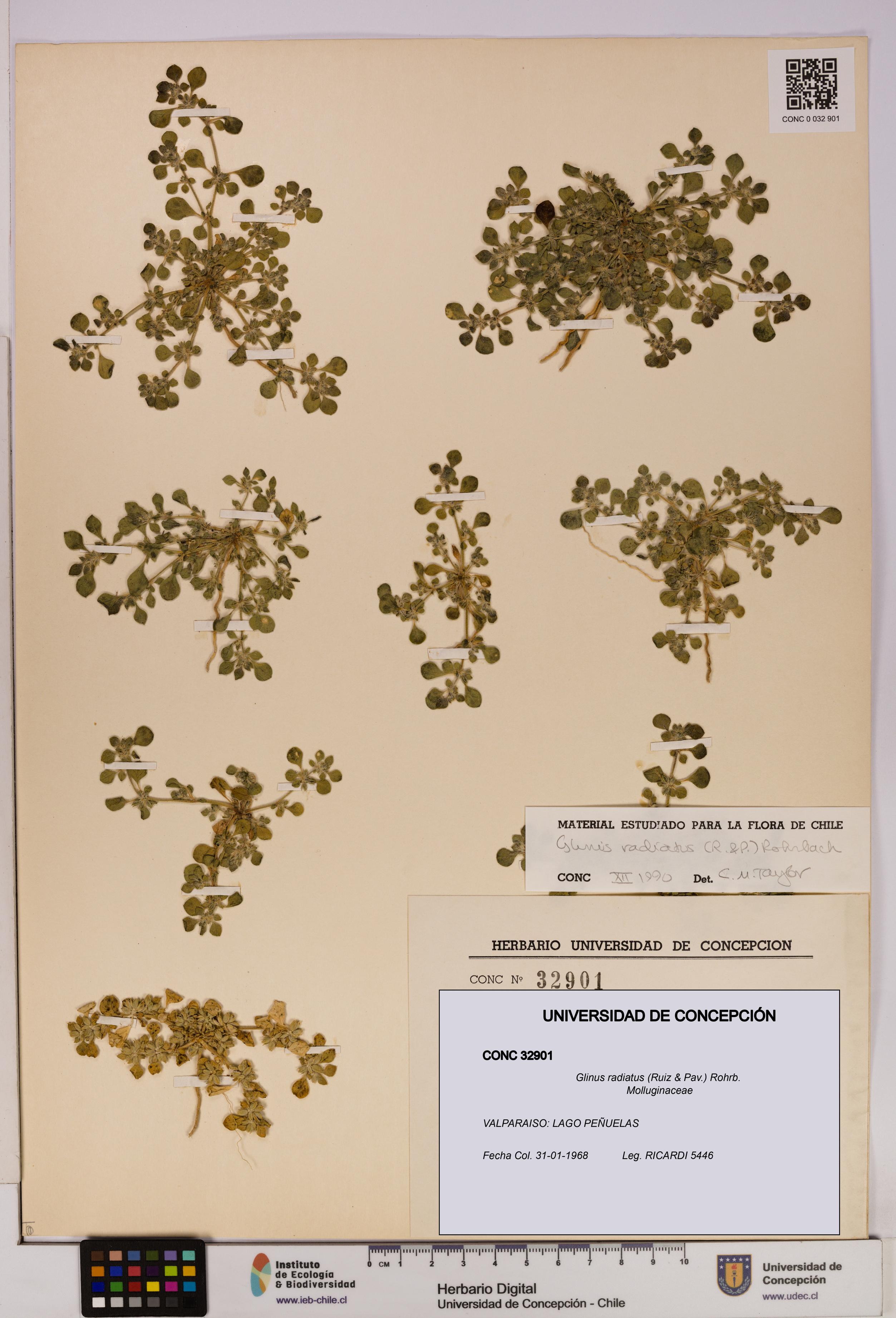 Glinus radiatus [Espécimen: UDEC:CONC:0032901]
