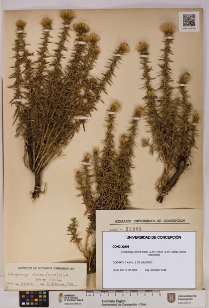 Chuquiraga ulicina subsp. ulicina [Espécimen: UDEC:CONC:0032905]