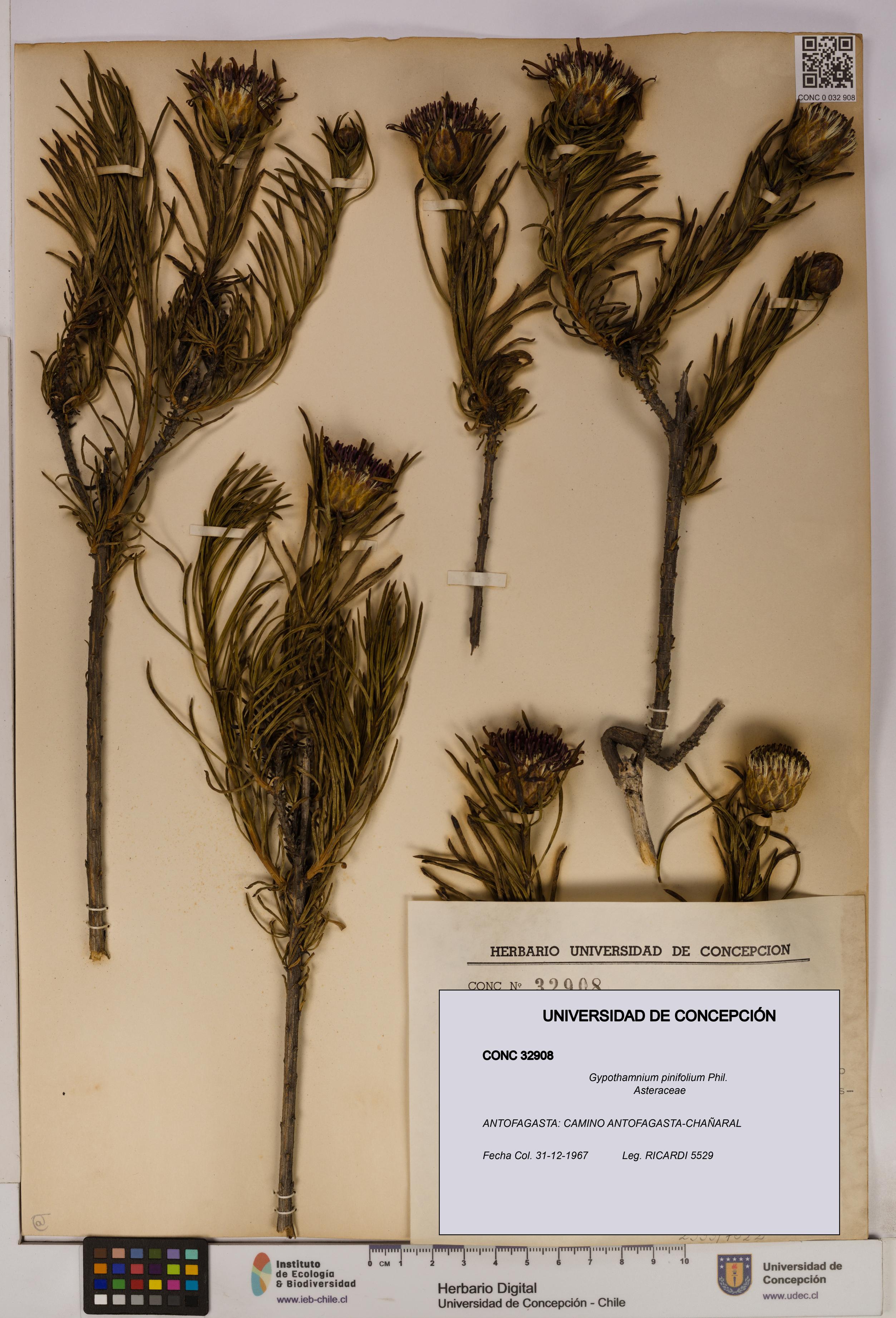 Gypothamnium pinifolium [Espécimen: UDEC:CONC:0032908]