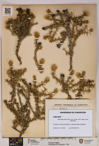 Chuquiraga ulicina subsp. ulicina [Espécimen: UDEC:CONC:0032912]