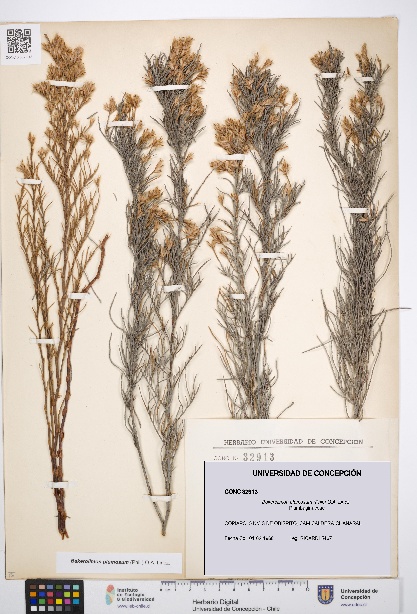 Bakerolimon plumosum [Espécimen: UDEC:CONC:0032913]