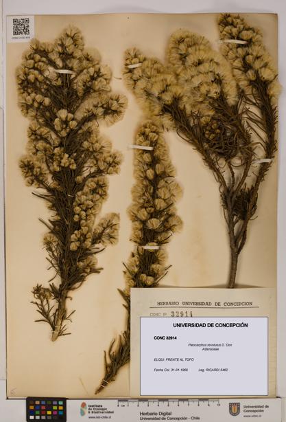 Pleocarphus revolutus [Espécimen: UDEC:CONC:0032914]