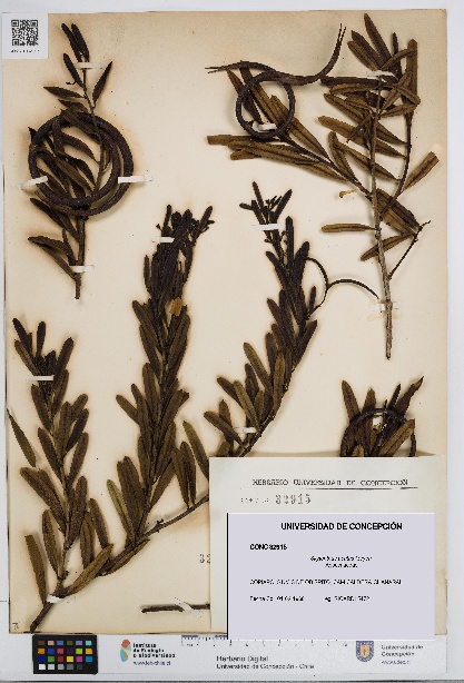 Skytanthus acutus [Espécimen: UDEC:CONC:0032915]