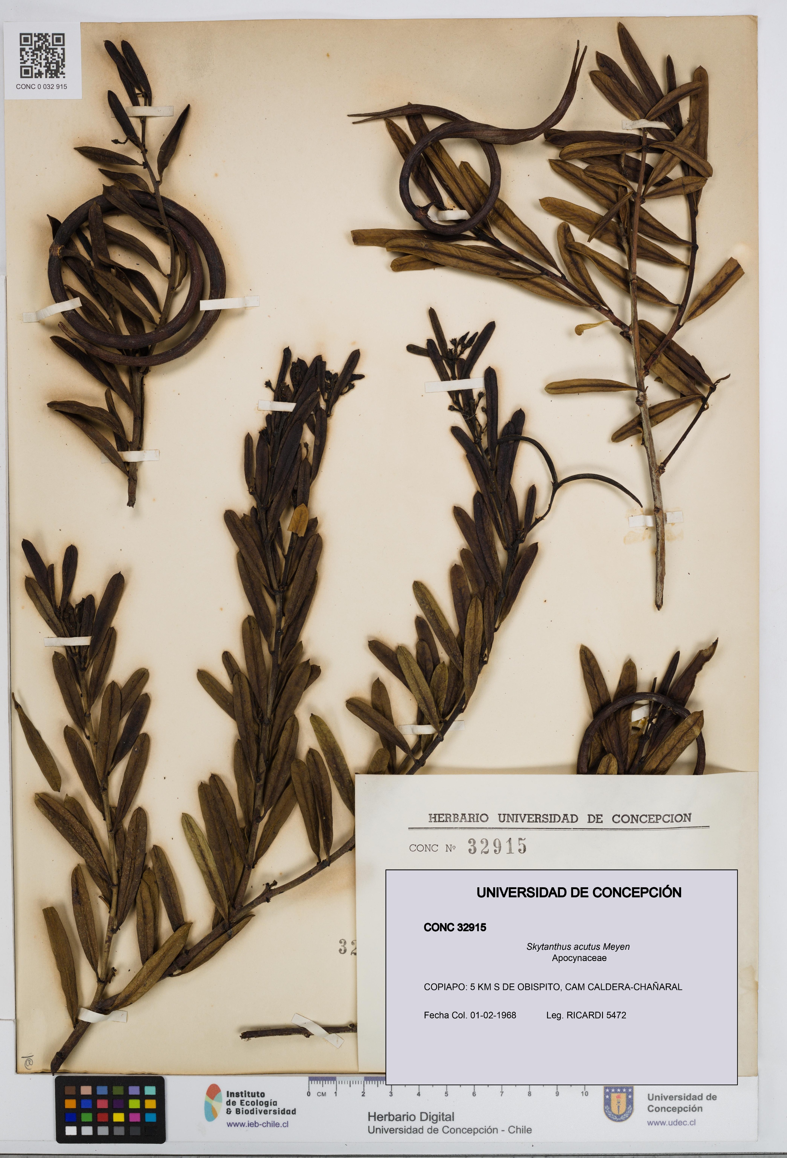 Skytanthus acutus [Espécimen: UDEC:CONC:0032915]