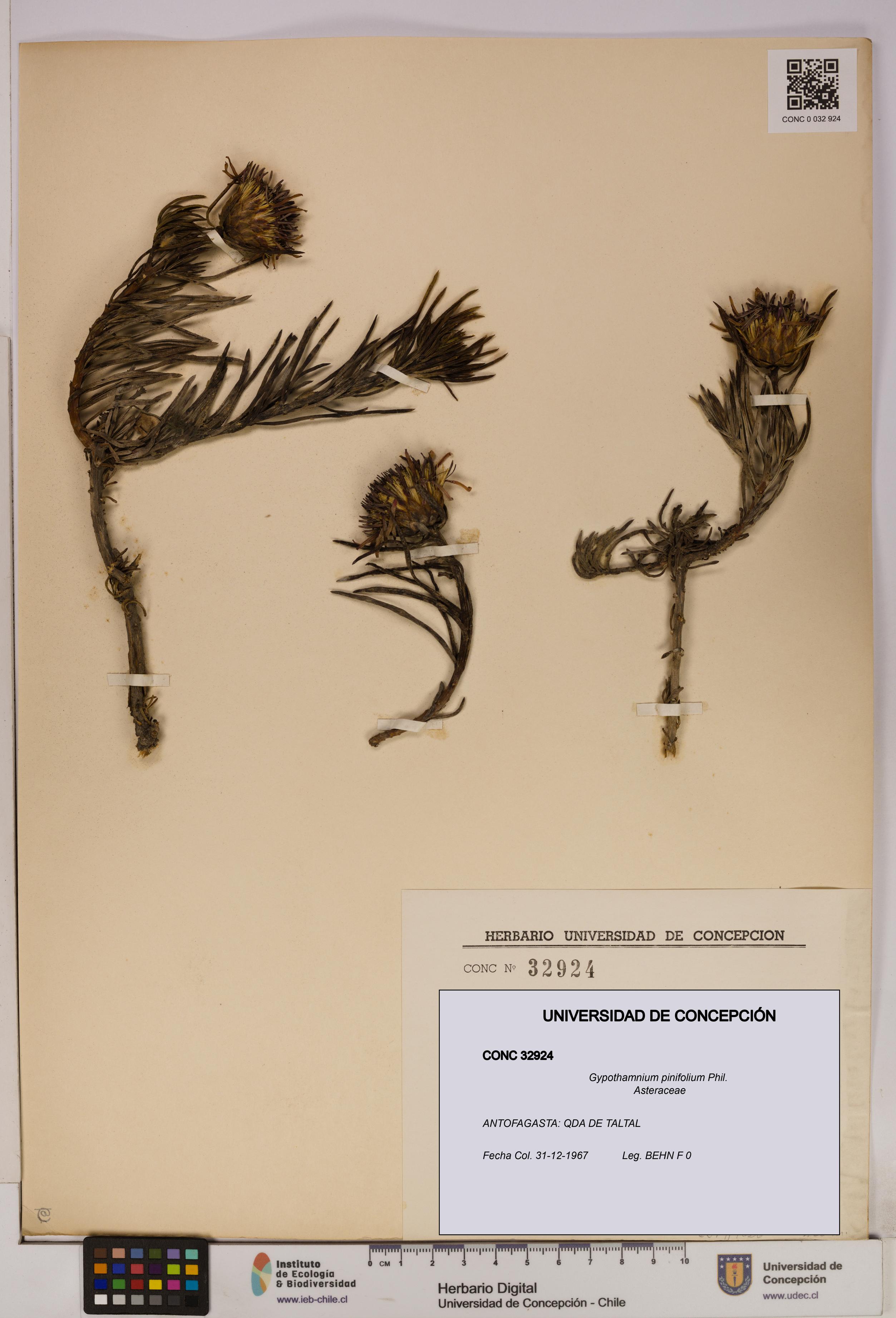 Gypothamnium pinifolium [Espécimen: UDEC:CONC:0032924]