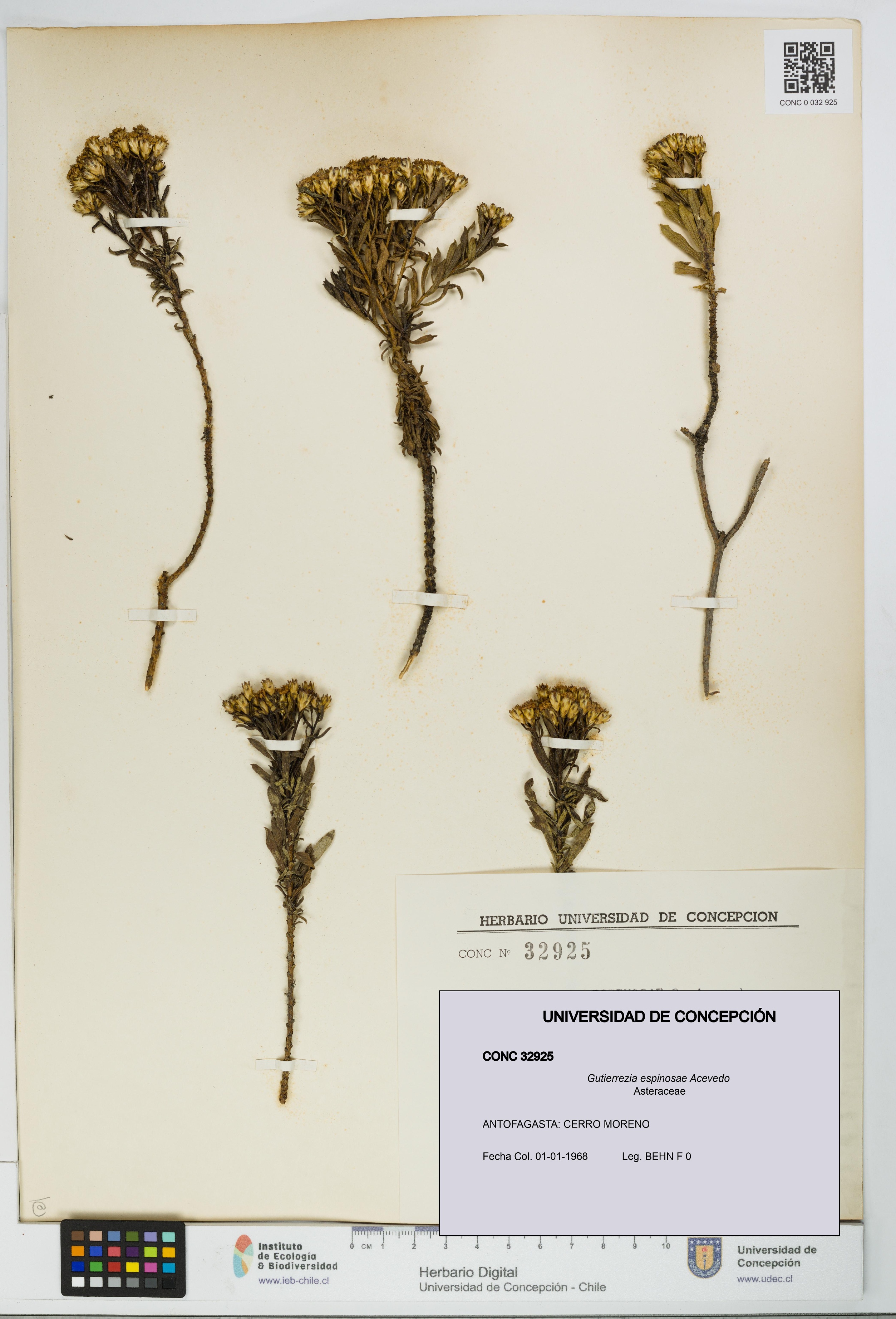 Gutierrezia espinosae [Espécimen: UDEC:CONC:0032925]