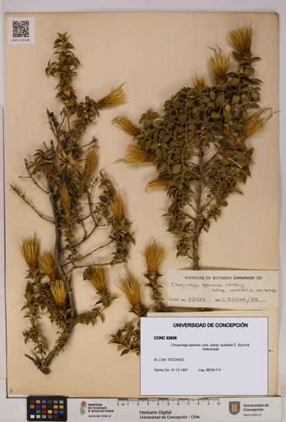Chuquiraga spinosa subsp. australis [Espécimen: UDEC:CONC:0032928]