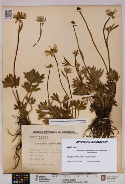 Ranunculus peduncularis var. peduncularis [Espécimen: UDEC:CONC:0032931]