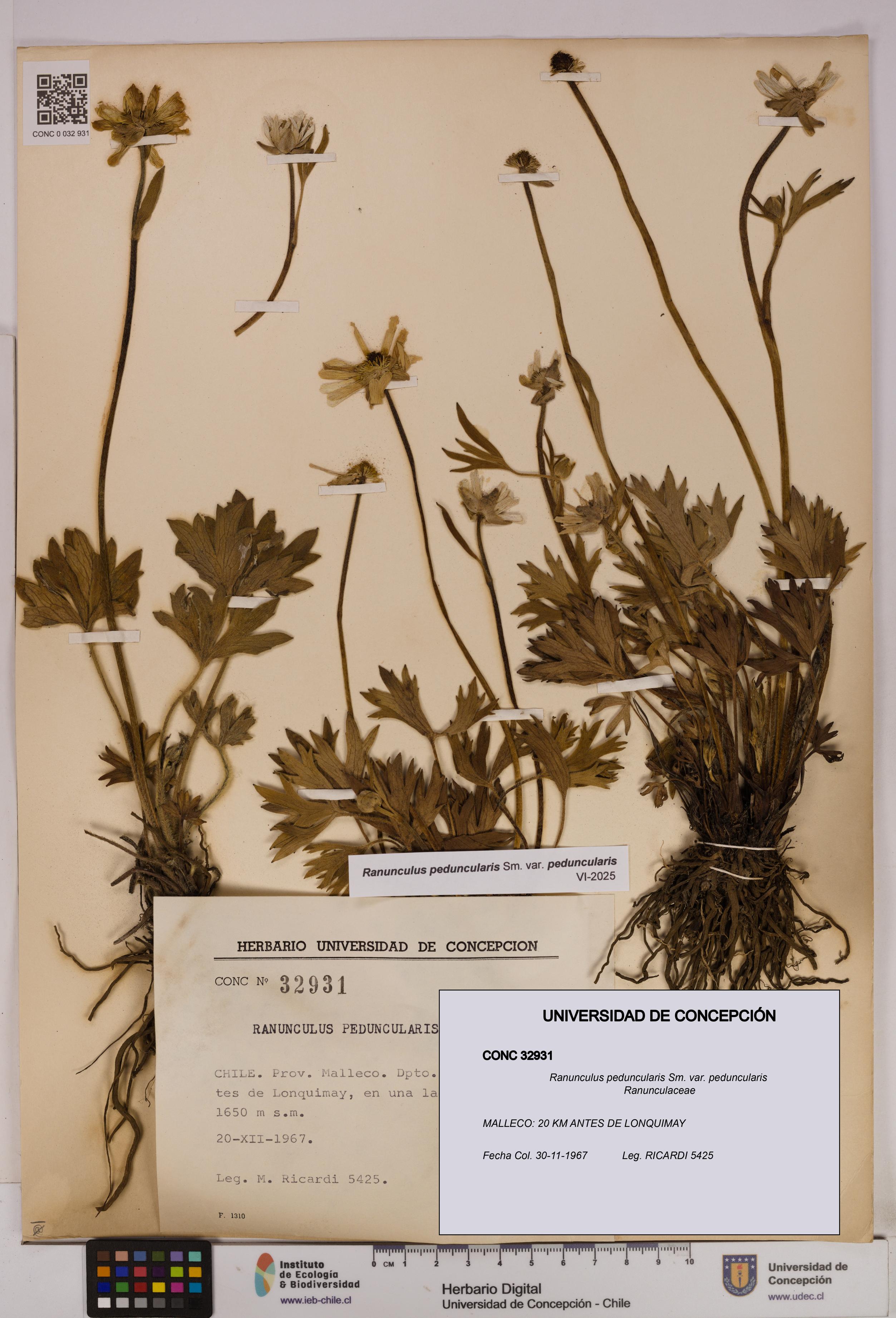 Ranunculus peduncularis var. peduncularis [Espécimen: UDEC:CONC:0032931]