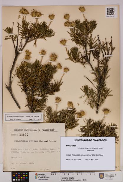 Chiliotrichum diffusum [Espécimen: UDEC:CONC:0032937]