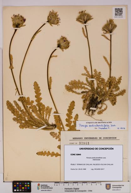 Perezia pedicularidifolia [Espécimen: UDEC:CONC:0032943]