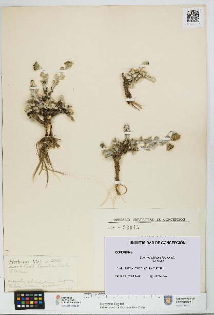 Senecio tinctolobus [Espécimen: UDEC:CONC:0032945]