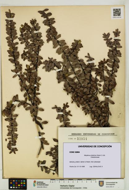 Maytenus disticha [Espécimen: UDEC:CONC:0032954]