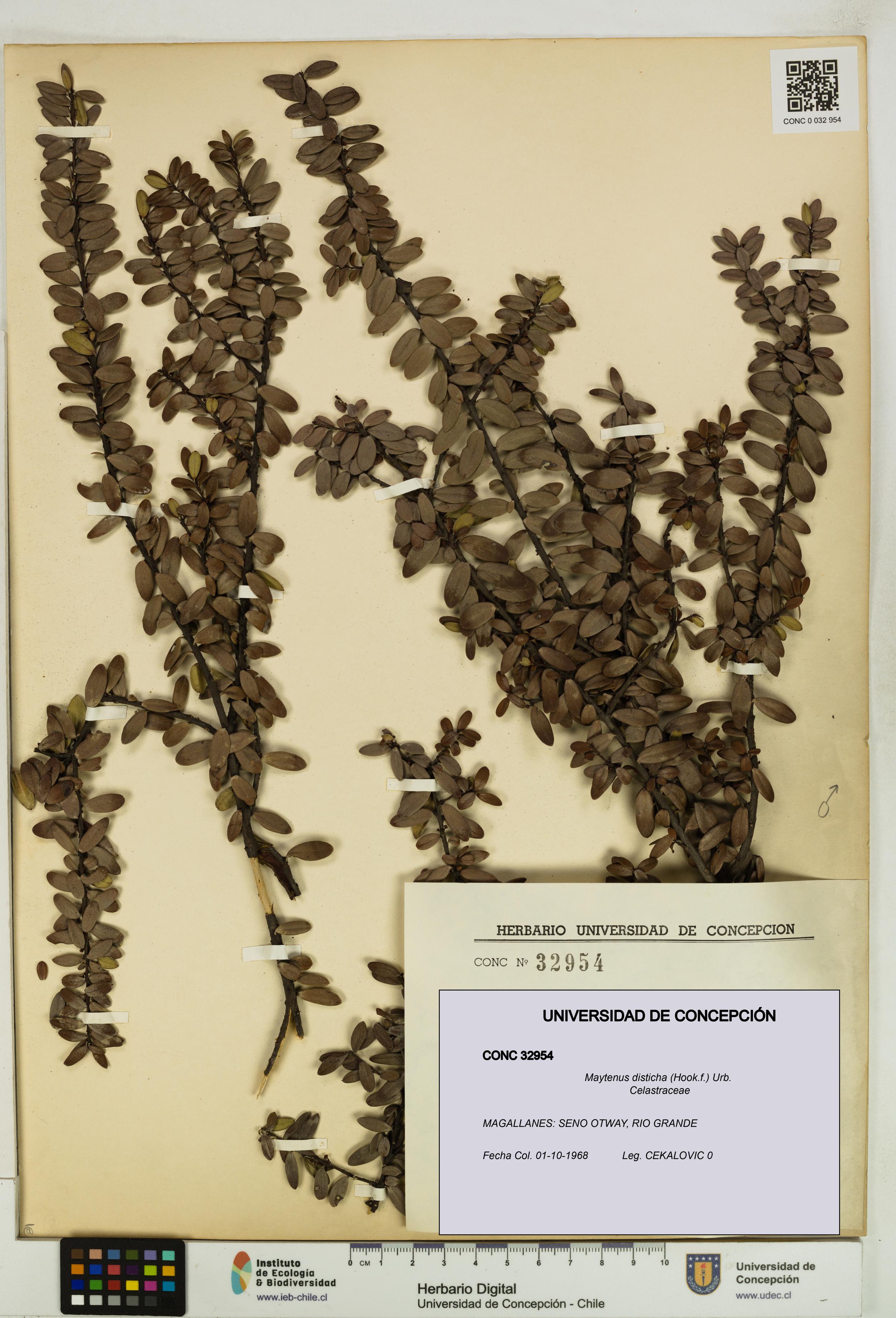 Maytenus disticha [Espécimen: UDEC:CONC:0032954]