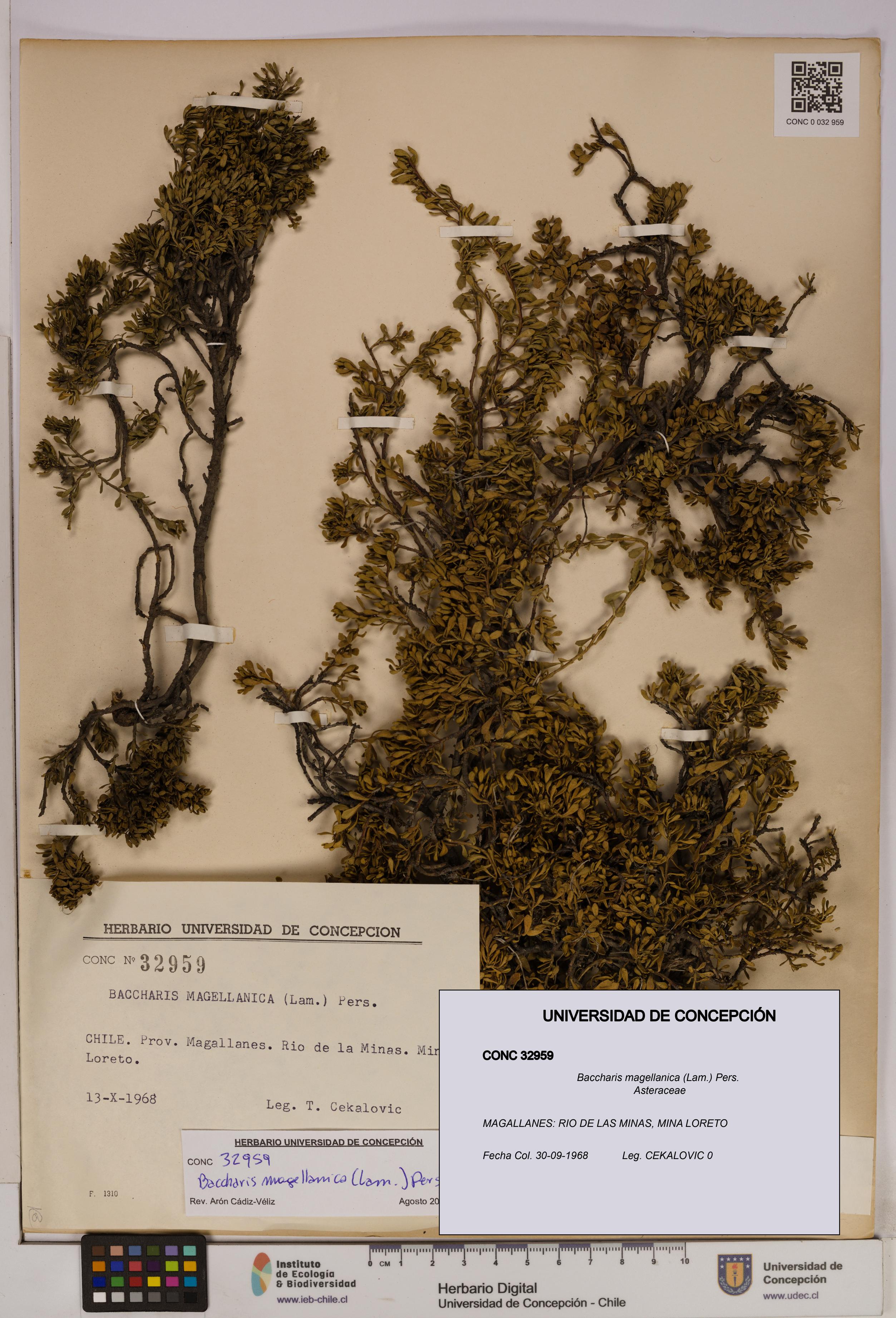 Baccharis magellanica [Espécimen: UDEC:CONC:0032959]