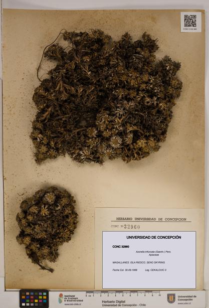 Azorella trifurcata [Espécimen: ]