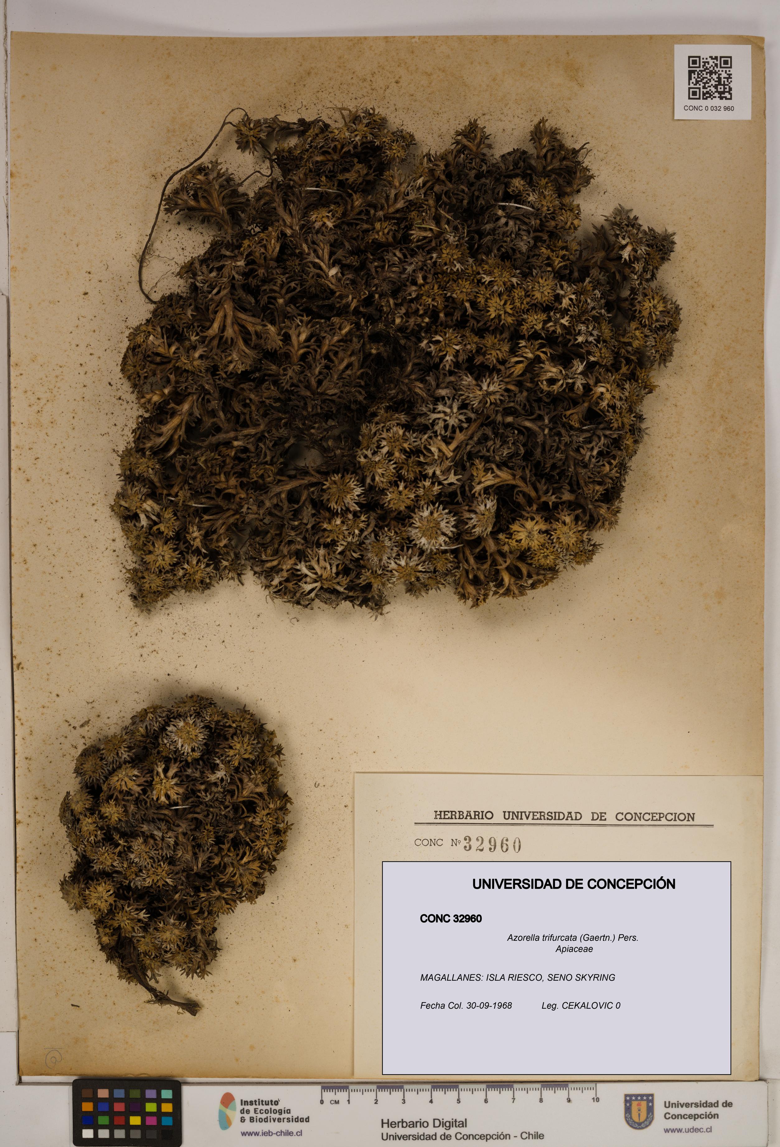 Azorella trifurcata [Espécimen: ]