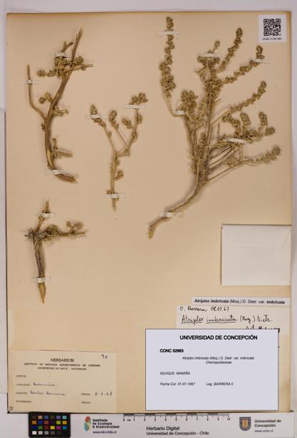 Atriplex imbricata [Espécimen: UDEC:CONC:0032983]