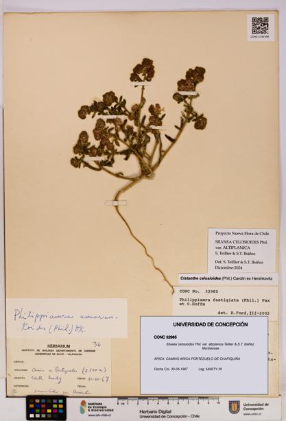 Silvaea celosioides var. altiplanica [Espécimen: UDEC:CONC:0032985]