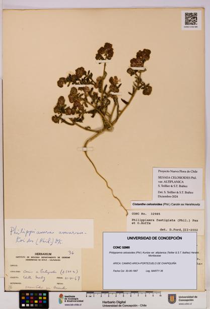 Philippiamra celosioides [Espécimen: ]