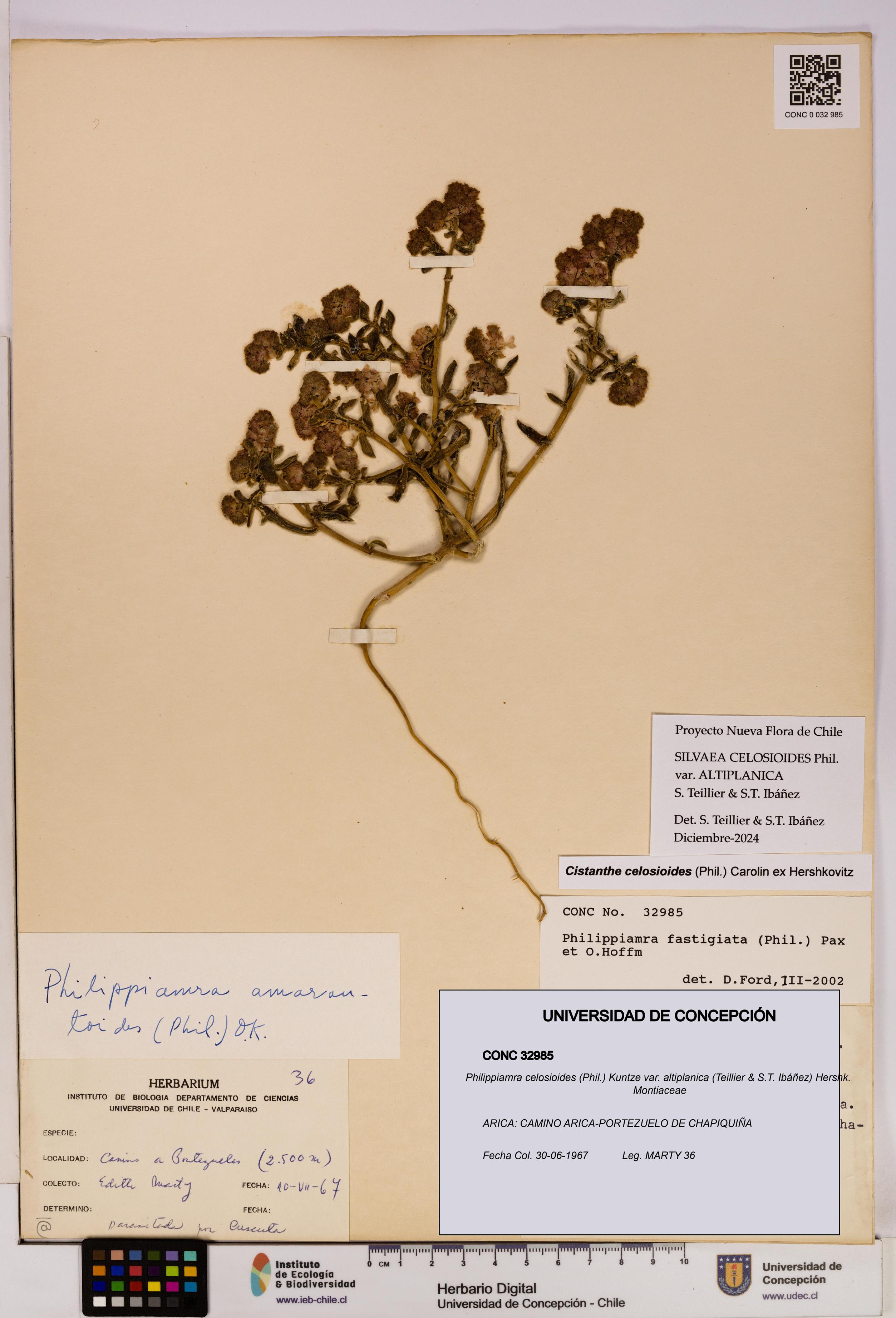 Philippiamra celosioides [Espécimen: ]