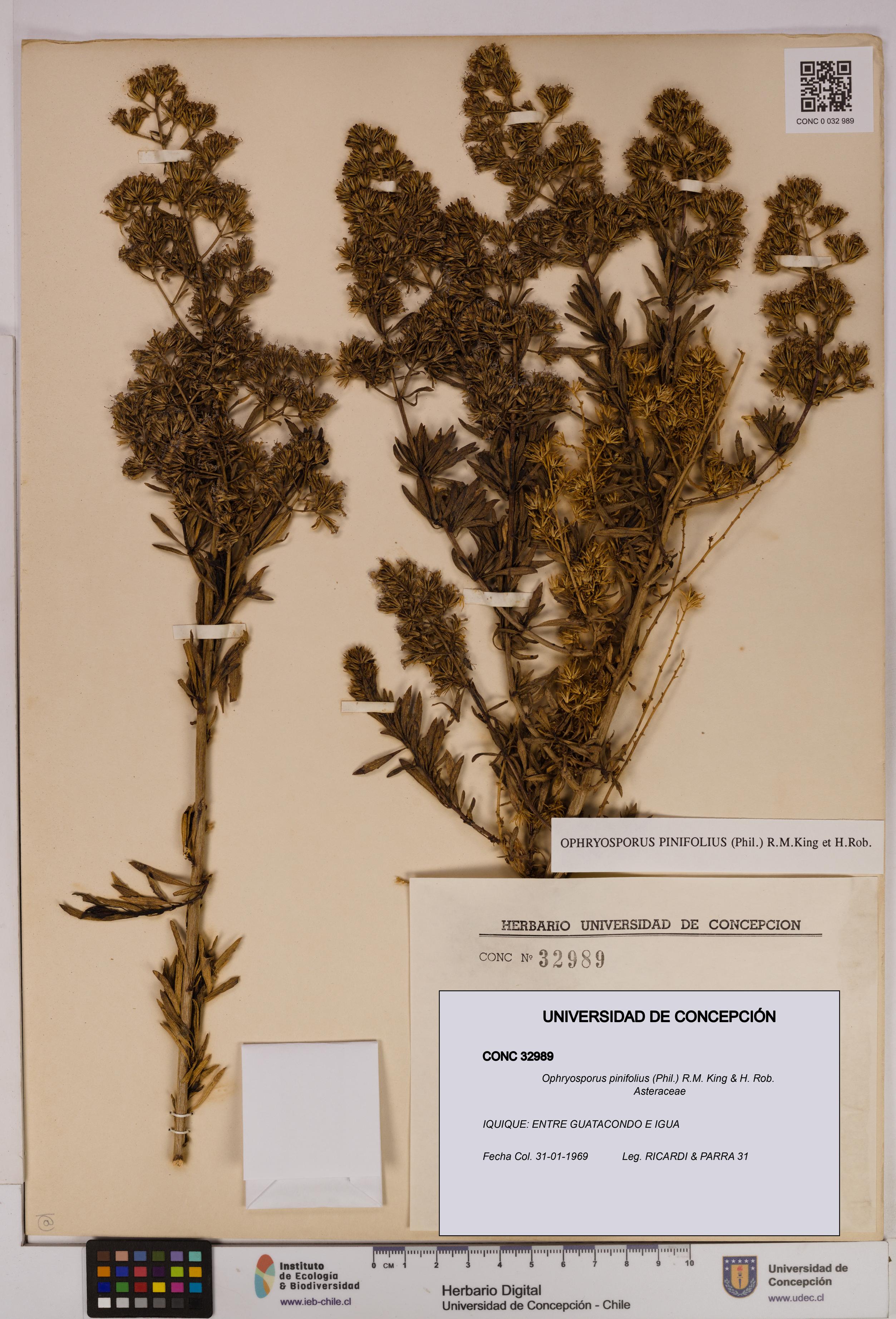 Ophryosporus pinifolius [Espécimen: UDEC:CONC:0032989]