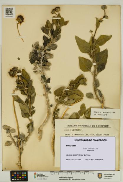 Encelia canescens [Espécimen: UDEC:CONC:0032997]