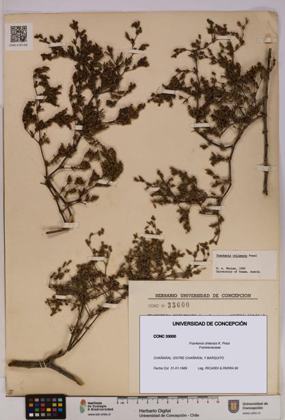 Frankenia chilensis [Espécimen: UDEC:CONC:0033000]