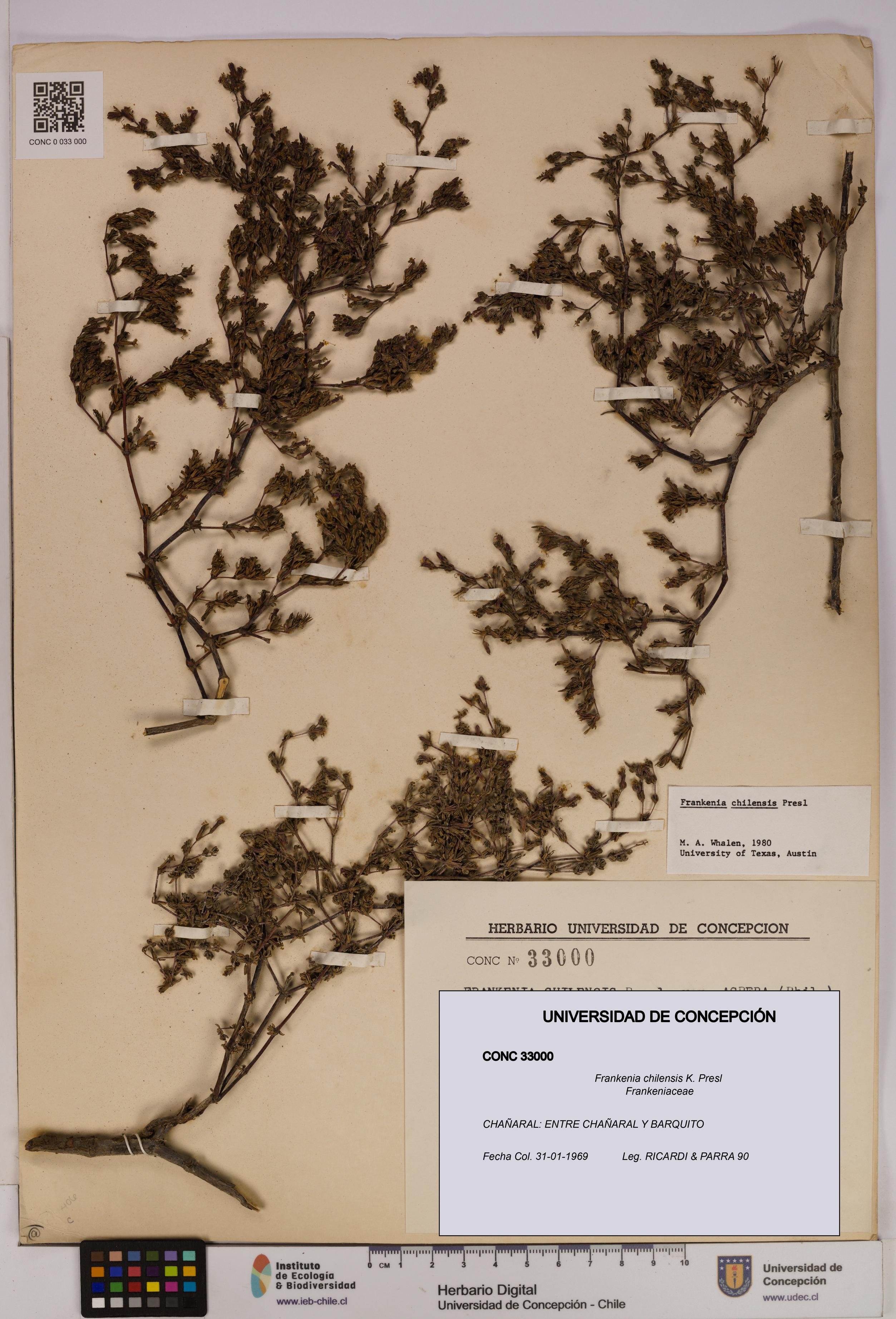 Frankenia chilensis [Espécimen: UDEC:CONC:0033000]