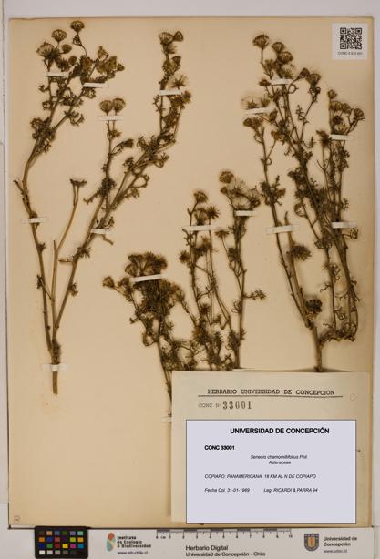 Senecio chamomillifolius [Espécimen: UDEC:CONC:0033001]
