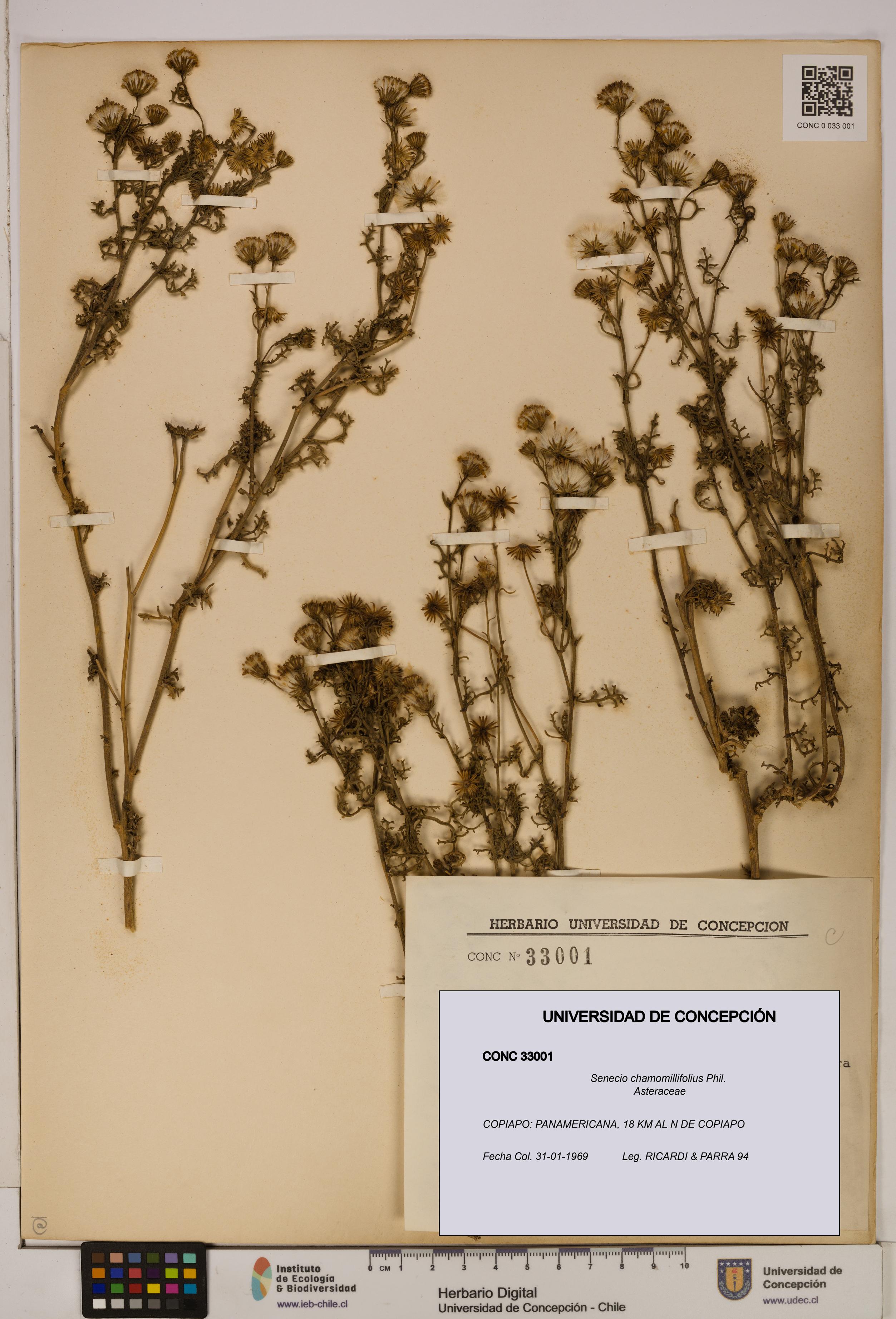 Senecio chamomillifolius [Espécimen: UDEC:CONC:0033001]