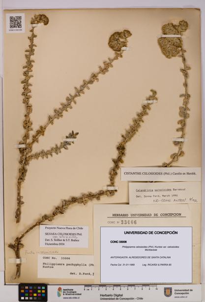 Philippiamra celosioides [Espécimen: ]