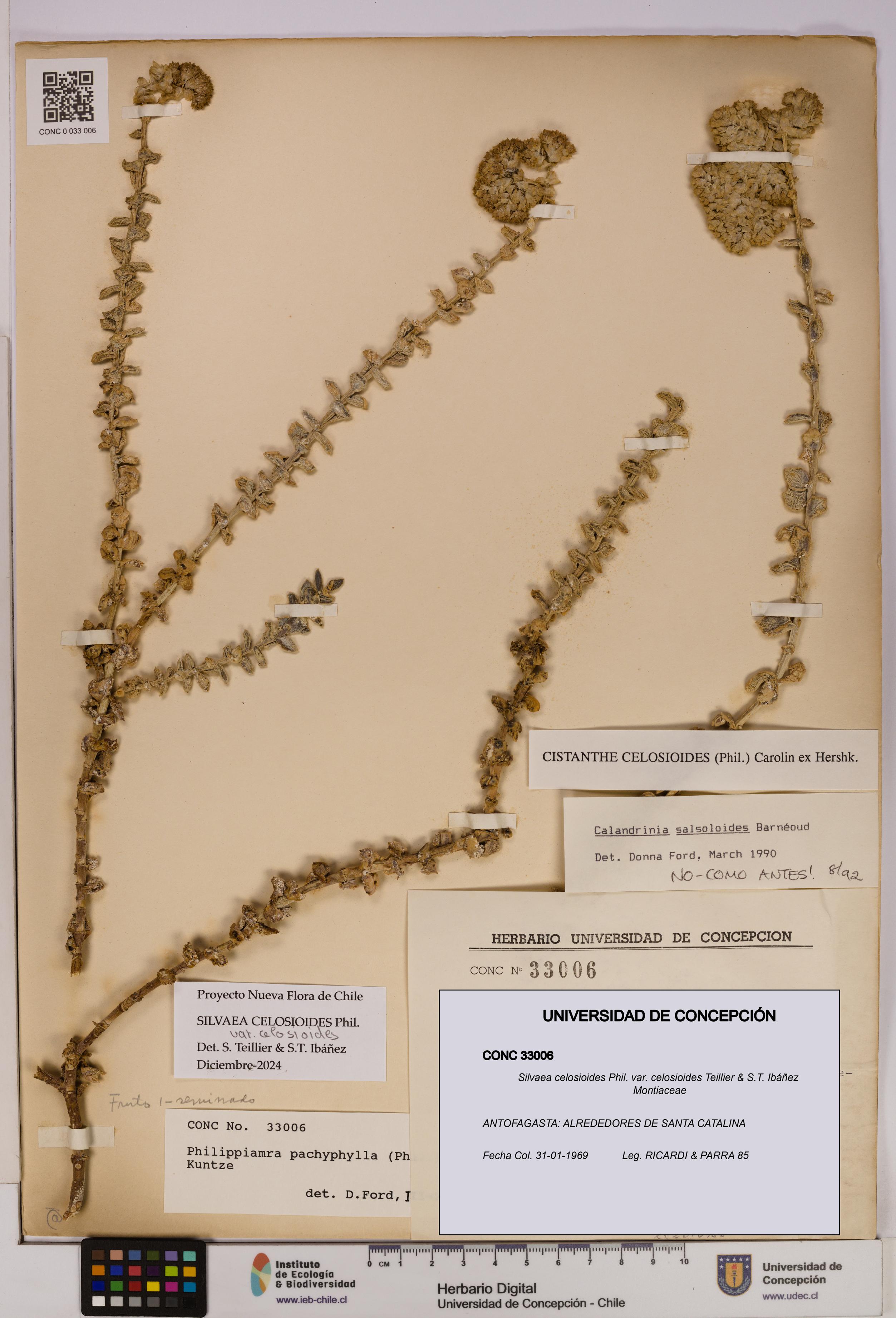 Silvaea celosioides var. celosioides [Espécimen: UDEC:CONC:0033006]