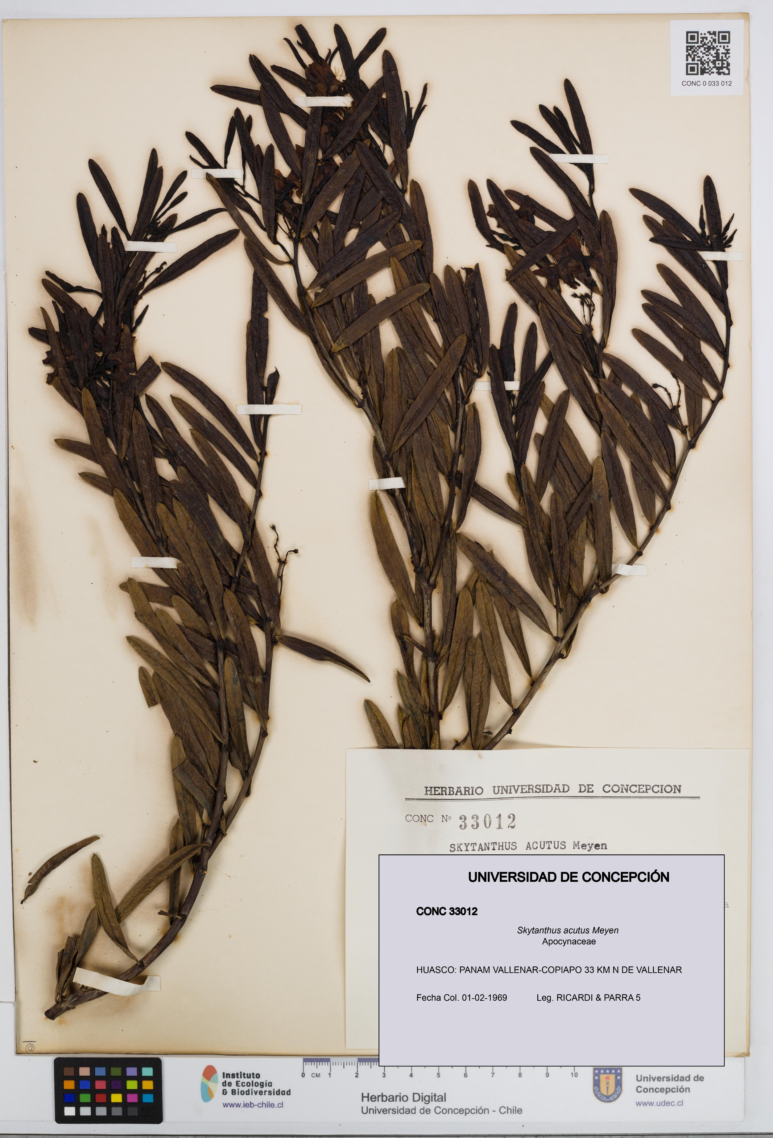 Skytanthus acutus [Espécimen: UDEC:CONC:0033012]