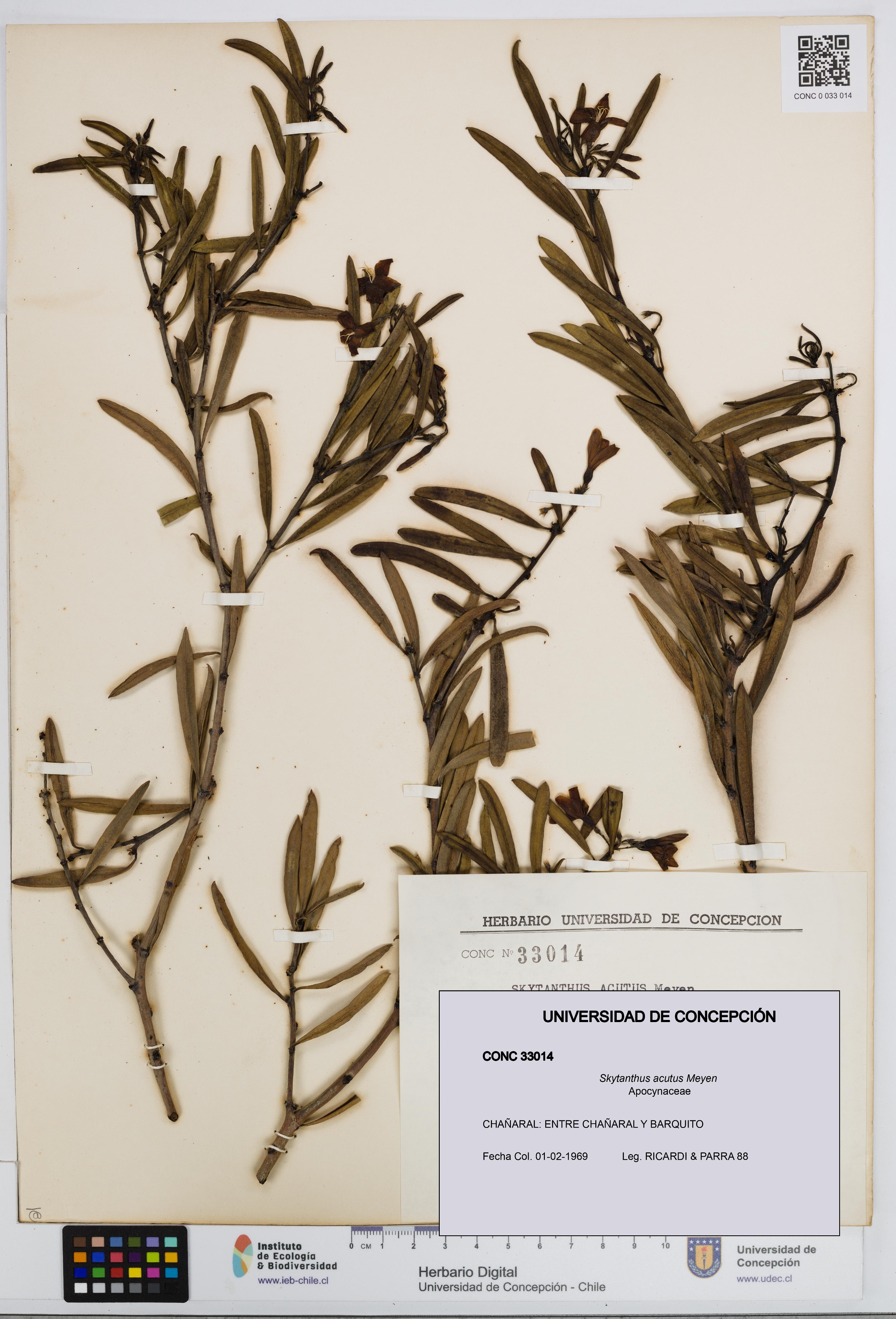 Skytanthus acutus [Espécimen: UDEC:CONC:0033014]