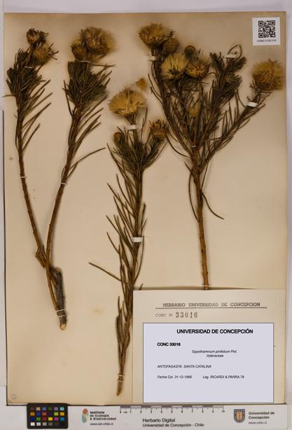Gypothamnium pinifolium [Espécimen: UDEC:CONC:0033016]