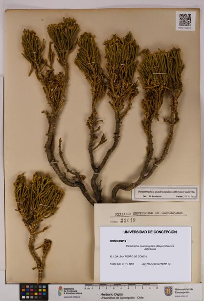Parastrephia quadrangularis [Espécimen: UDEC:CONC:0033019]