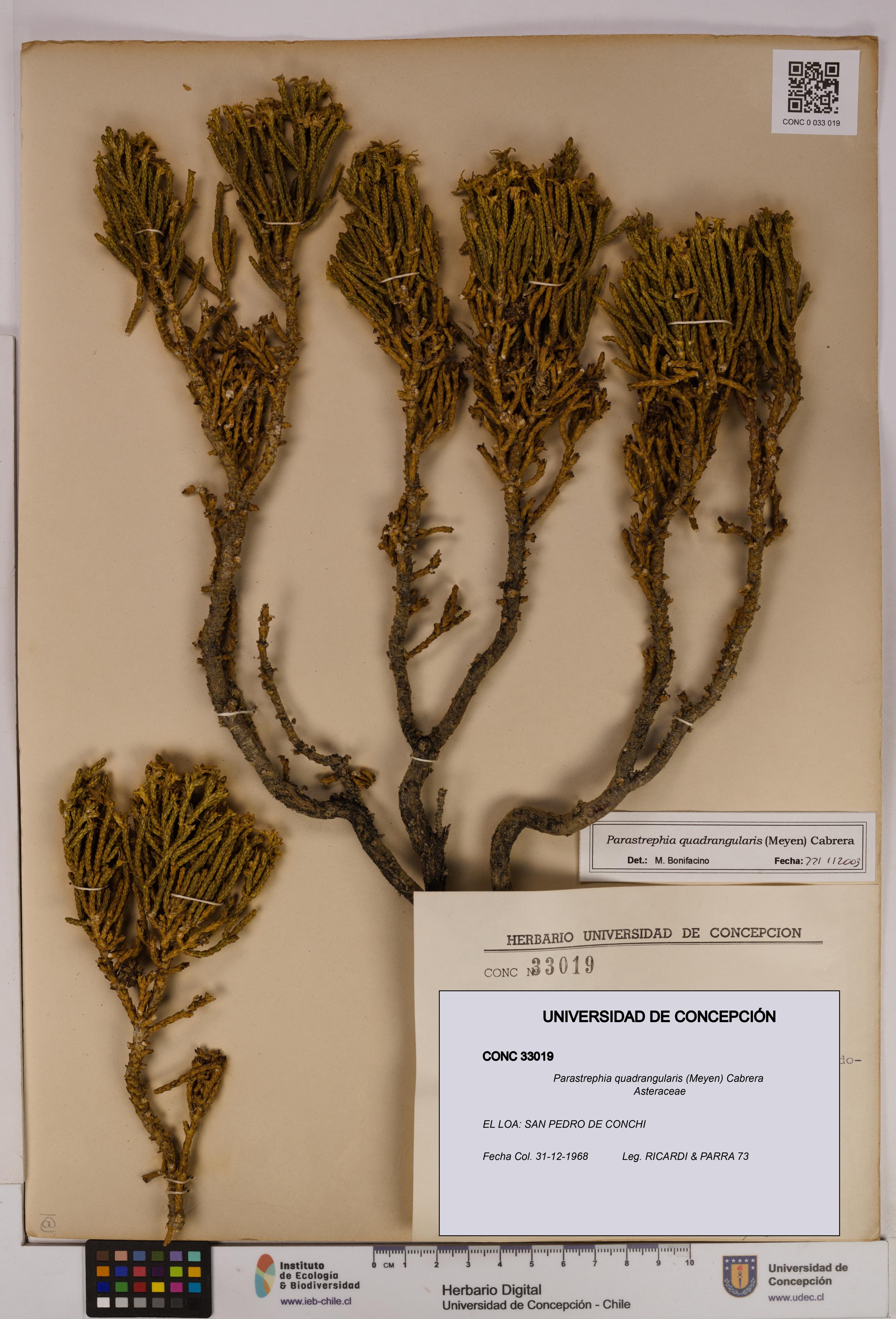 Parastrephia quadrangularis [Espécimen: UDEC:CONC:0033019]