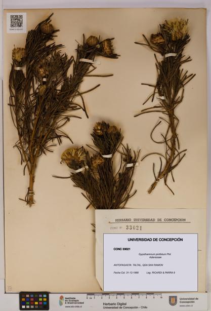 Gypothamnium pinifolium [Espécimen: UDEC:CONC:0033021]