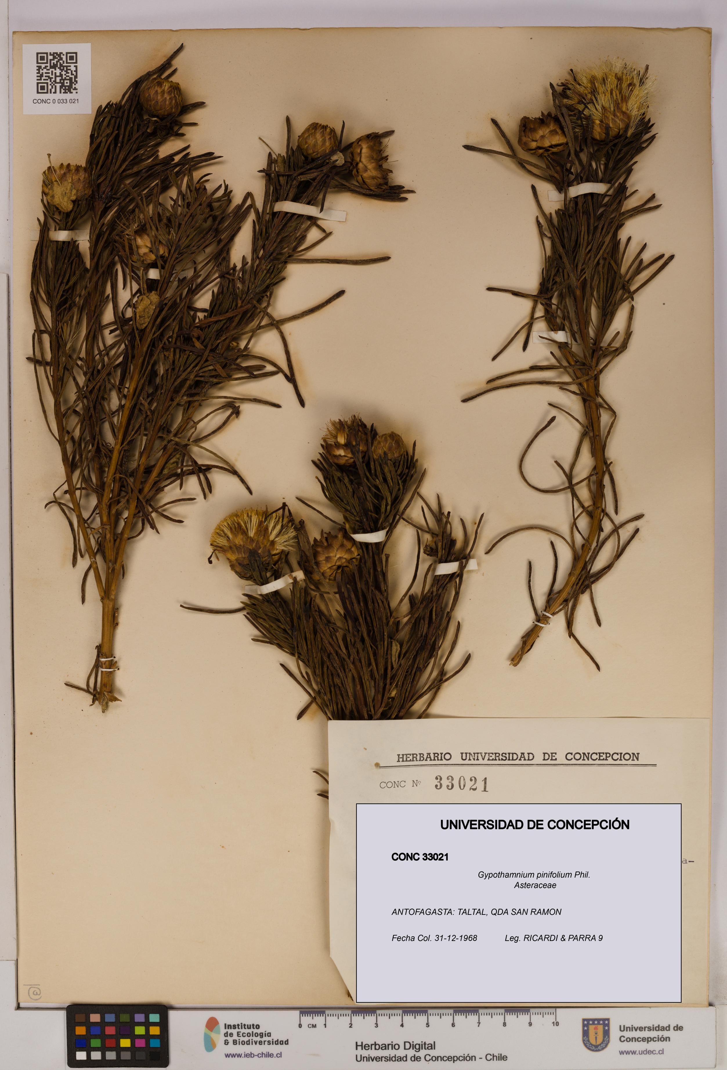 Gypothamnium pinifolium [Espécimen: UDEC:CONC:0033021]