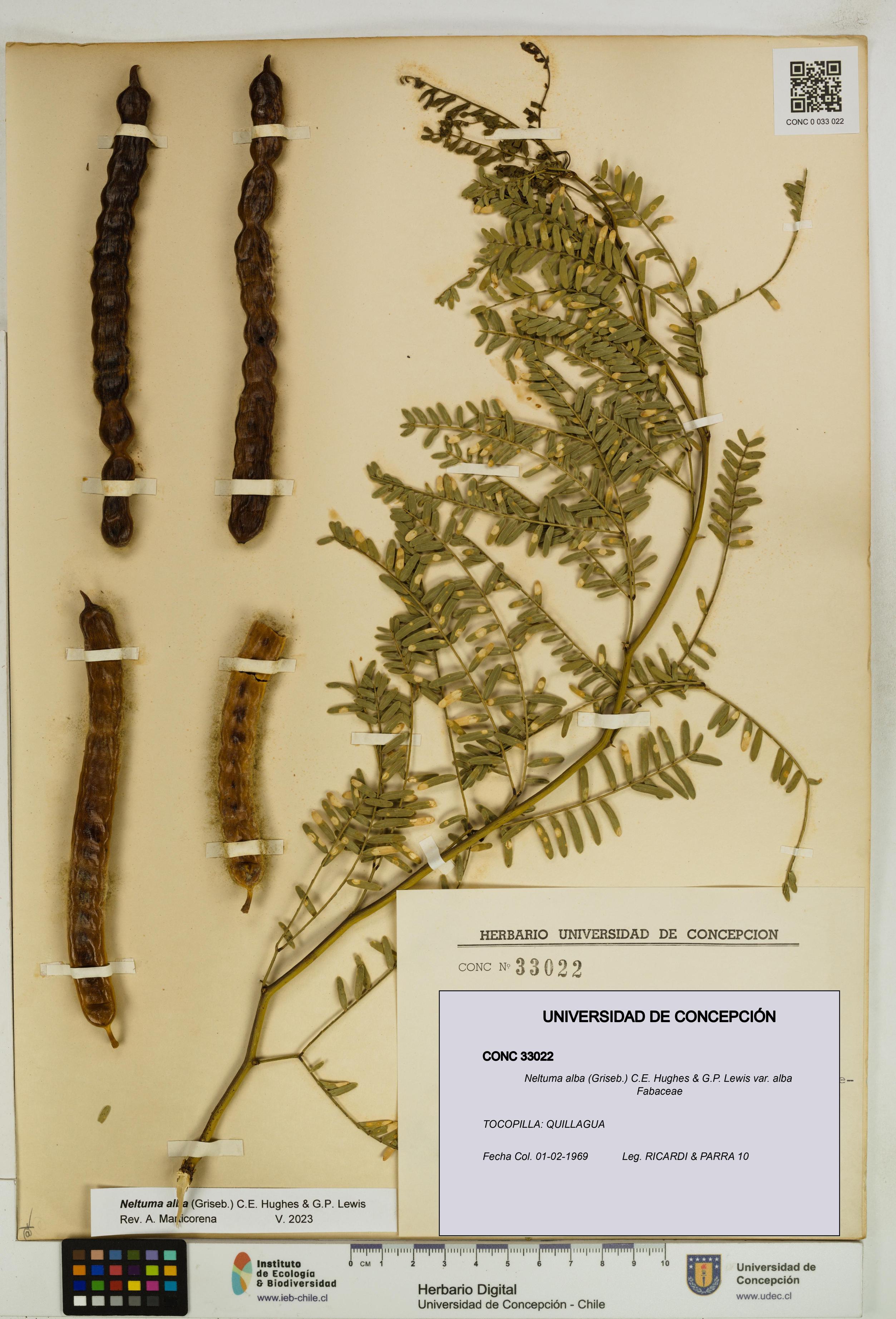 Neltuma alba var. alba [Espécimen: UDEC:CONC:0033022]