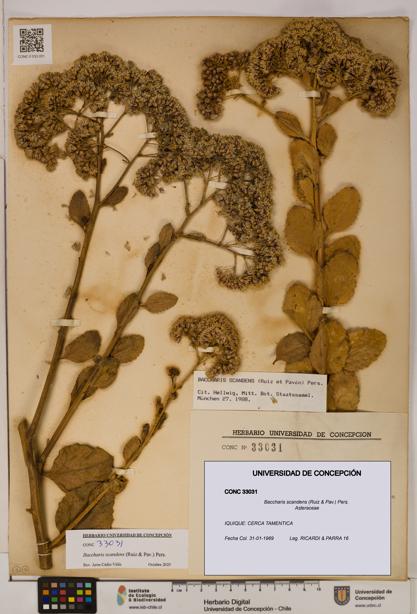 Baccharis scandens [Espécimen: UDEC:CONC:0033031]